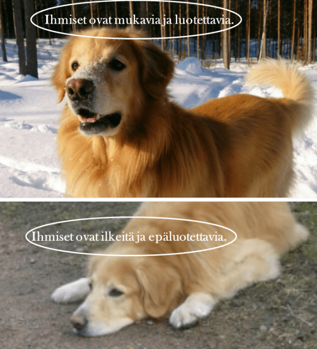 Hovawartin ajatuksia